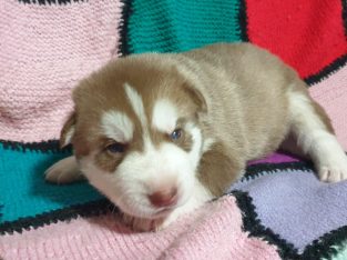 Husky – Morayfield