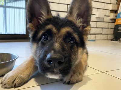 German Shepherd – Wei Yean