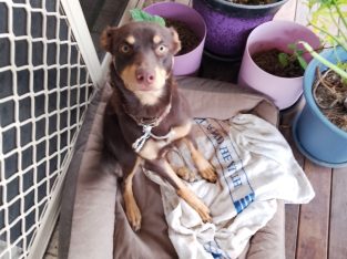 Australian Kelpie – Collingwood Park