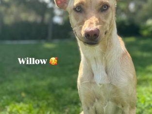 Australian Kelpie – Blackwood