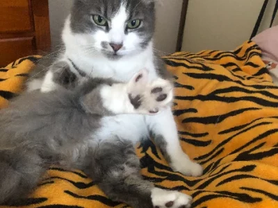 Domestic Medium Hair (DMH) – Illawong