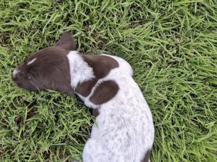 Dogs – Flagstone Creek