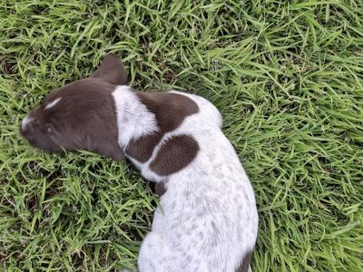 Dogs – Flagstone Creek