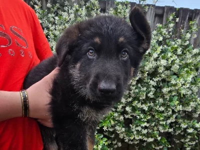 German Shepherd – Kallangur