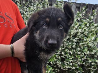 German Shepherd – Kallangur