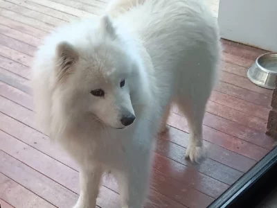 Samoyed – Mernda