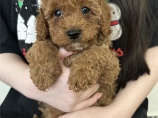Cavoodle – Narre Warren South