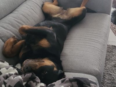 Rottweiler – Craigieburn