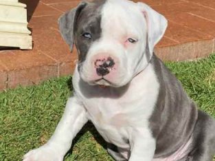 American Staffordshire Bull Terrier – Albion Park