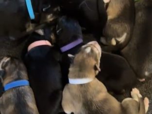 Husky – Munno Para West