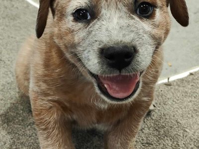 Australian Cattle Dog – Derriwong