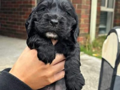 Cocker Spaniel – Meadow Heights