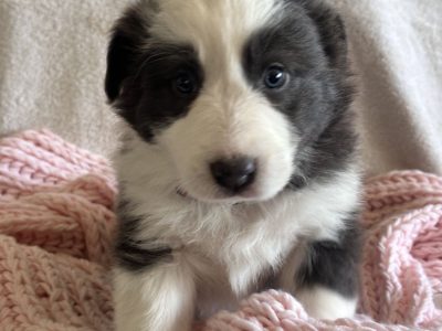 Border Collie – Langwarrin South