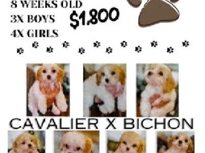 Cavalier King Charles Spaniel – Revesby