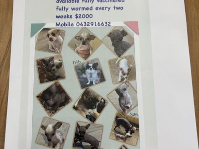 Dogs – Rosenthal Heights