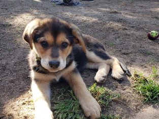 German Shepherd – Brimbank