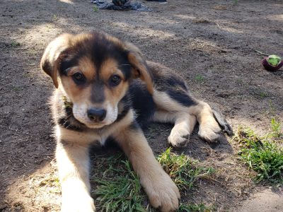 German Shepherd – Brimbank