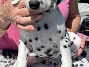 Dalmatian – Fairy Meadow