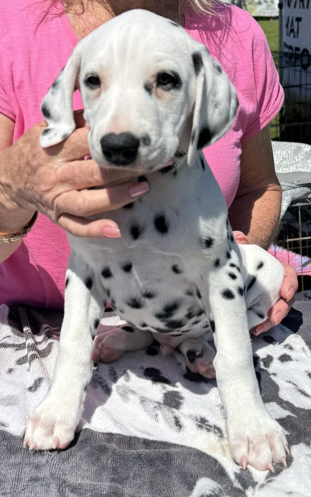 Dalmatian Fairy Meadow PetsForHomes