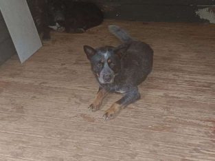 Australian Cattle Dog – North Avoca