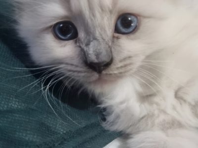 Ragdoll – Kingston