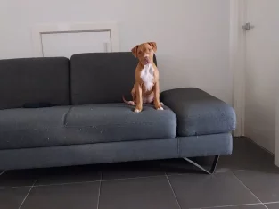 Staffordshire Bull Terrier – Kurunjang