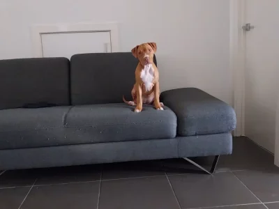 Staffordshire Bull Terrier – Kurunjang