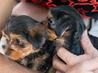 Australian Silky Terrier – Cairns