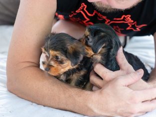 Australian Silky Terrier – Cairns