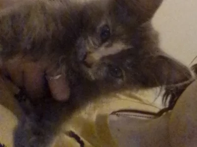 Cats – Collingwood Park