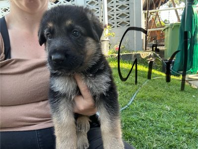 German Shepherd – Koongal