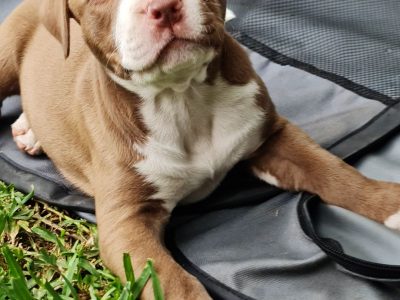 American Staffordshire Bull Terrier – Gympie