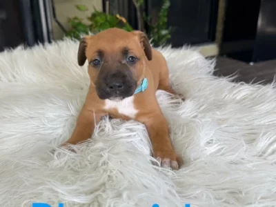 American Staffordshire Bull Terrier – Burpengary