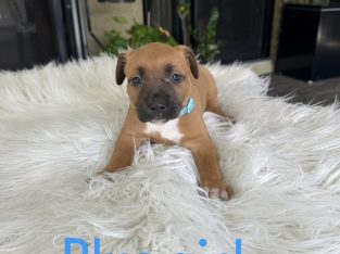 American Staffordshire Bull Terrier – Burpengary