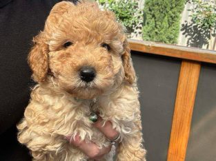 Toy Poodle – Armstrong Creek