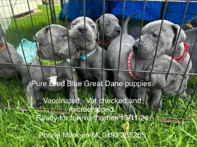 Great Dane – Stroud