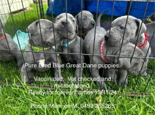 Great Dane – Stroud