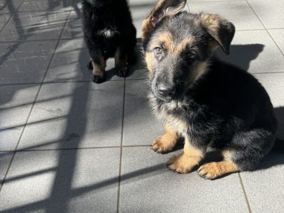 German Shepherd – Penrith