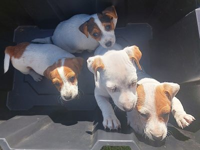 Jack Russell – Moses