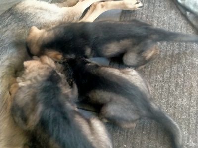 German Shepherd – Toolakea