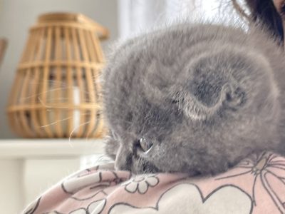 Scottish Fold – Point Cook