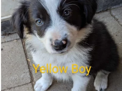 Border Collie – Shepparton