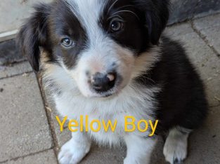 Border Collie – Shepparton