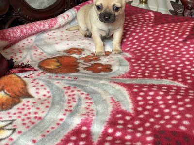 Chihuahua – Pakenham