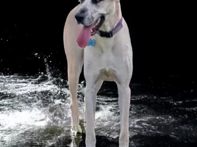 Great Dane – Greenbank