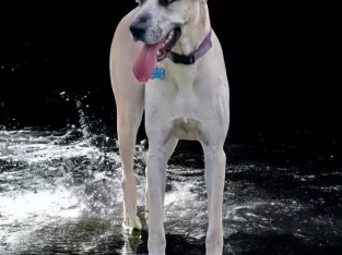 Great Dane – Greenbank