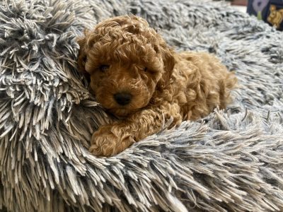 Toy Poodle – Ascot