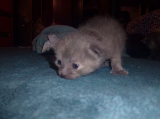 Russian Blue – Ipswich