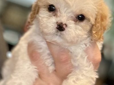 Cavalier King Charles Spaniel – Revesby