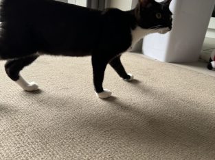 Domestic Short Hair (DSH) – Coopers Plains